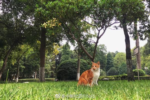 平安夜行抄满v版下载